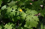 Celadine poppy